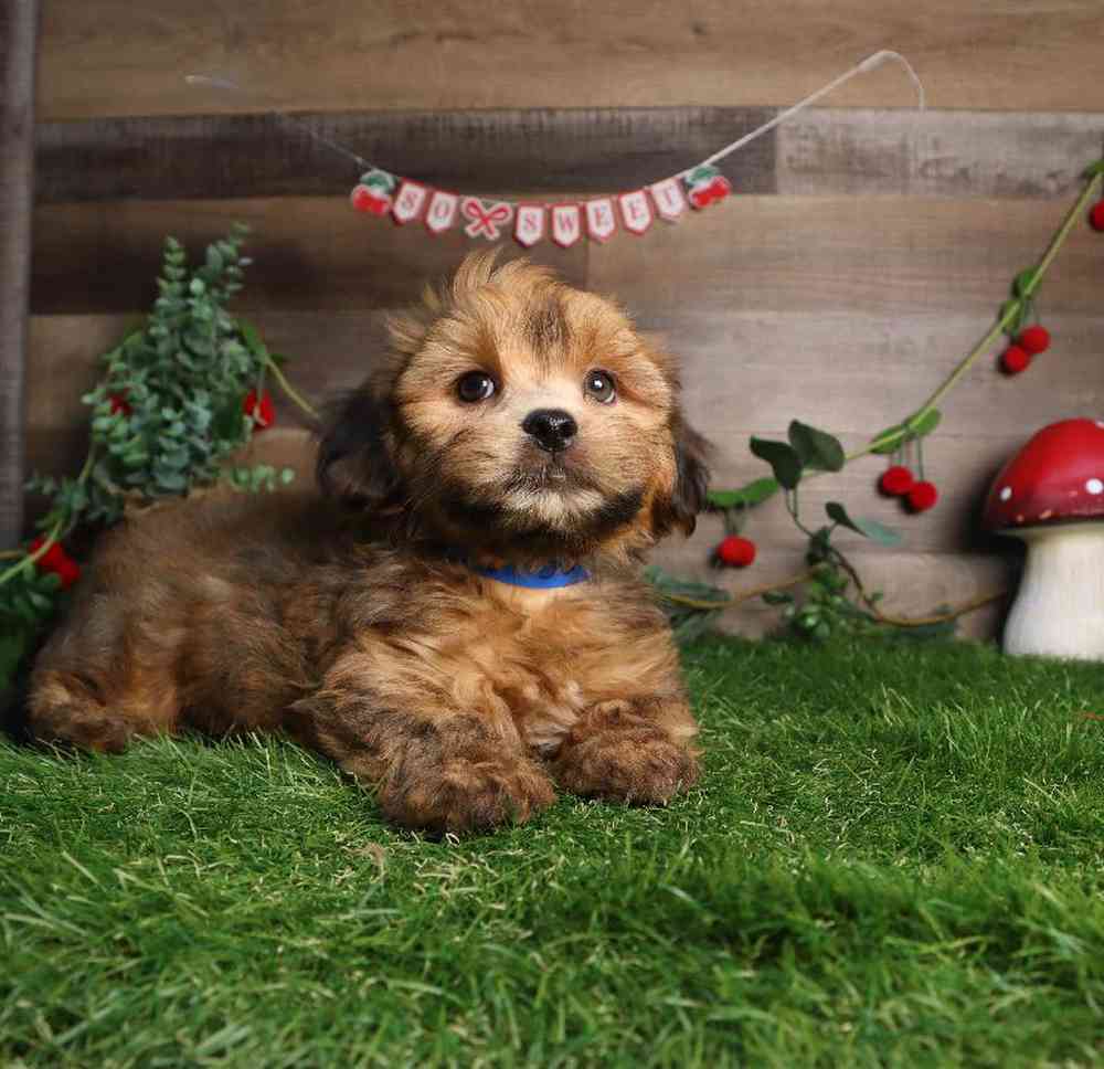 Male Shorkie Puppy for Sale in Blaine, MN