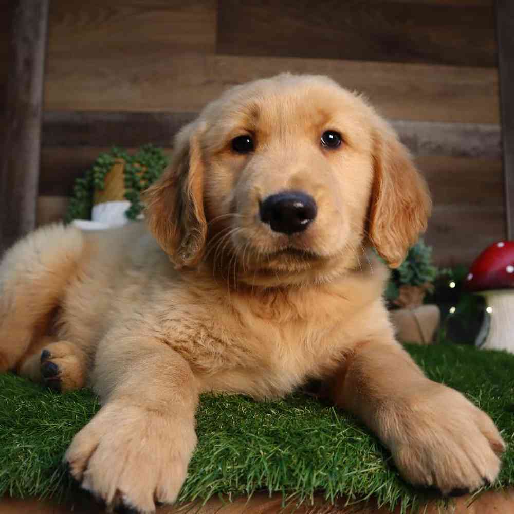 Image of a pet breed in the gallery