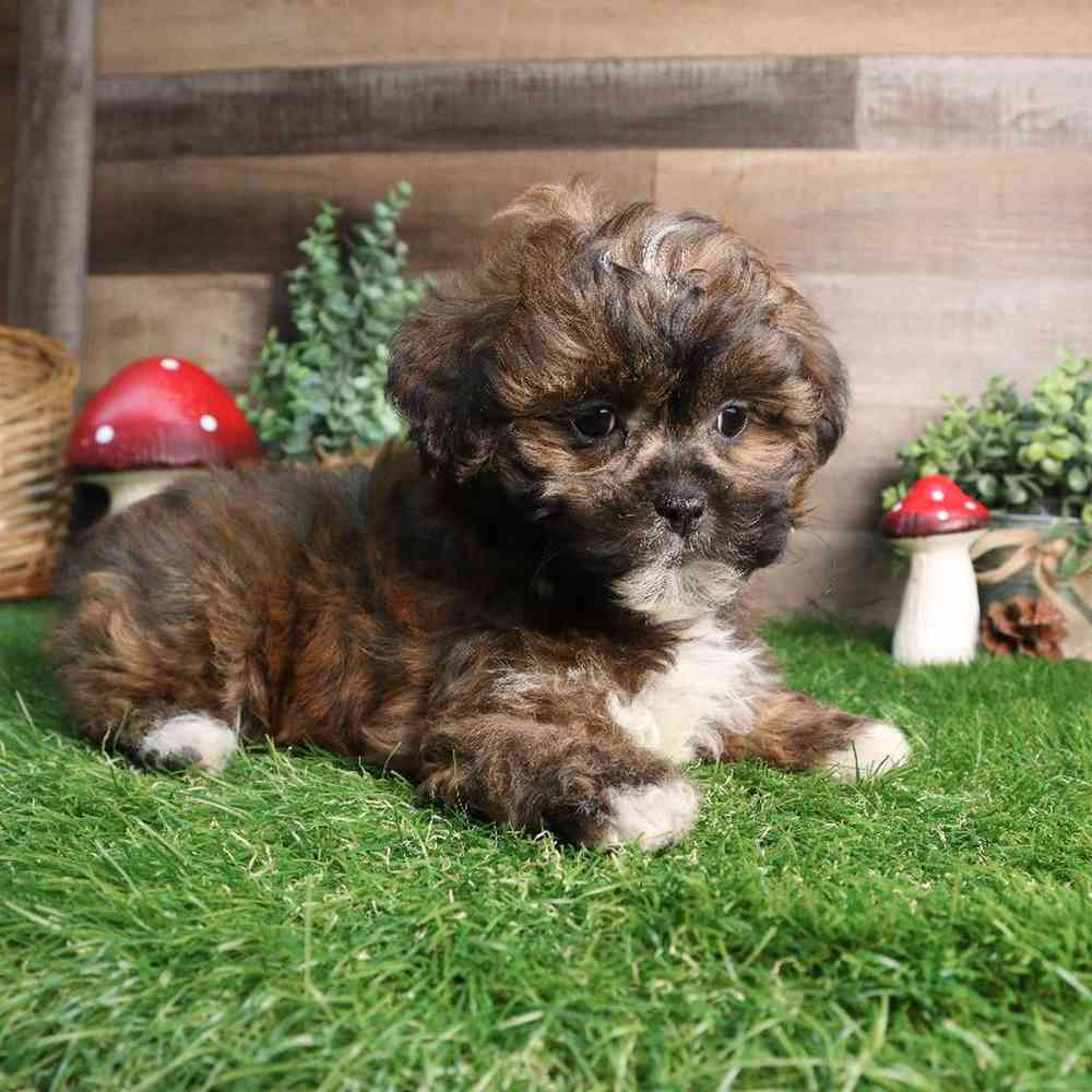 carousel pet images
