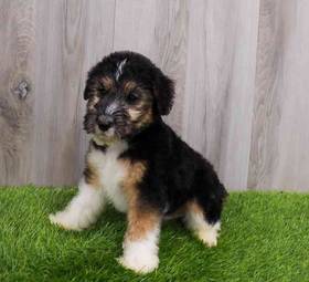 Wirehair Fox Terrier