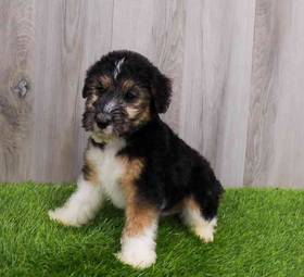 Wirehair Fox Terrier