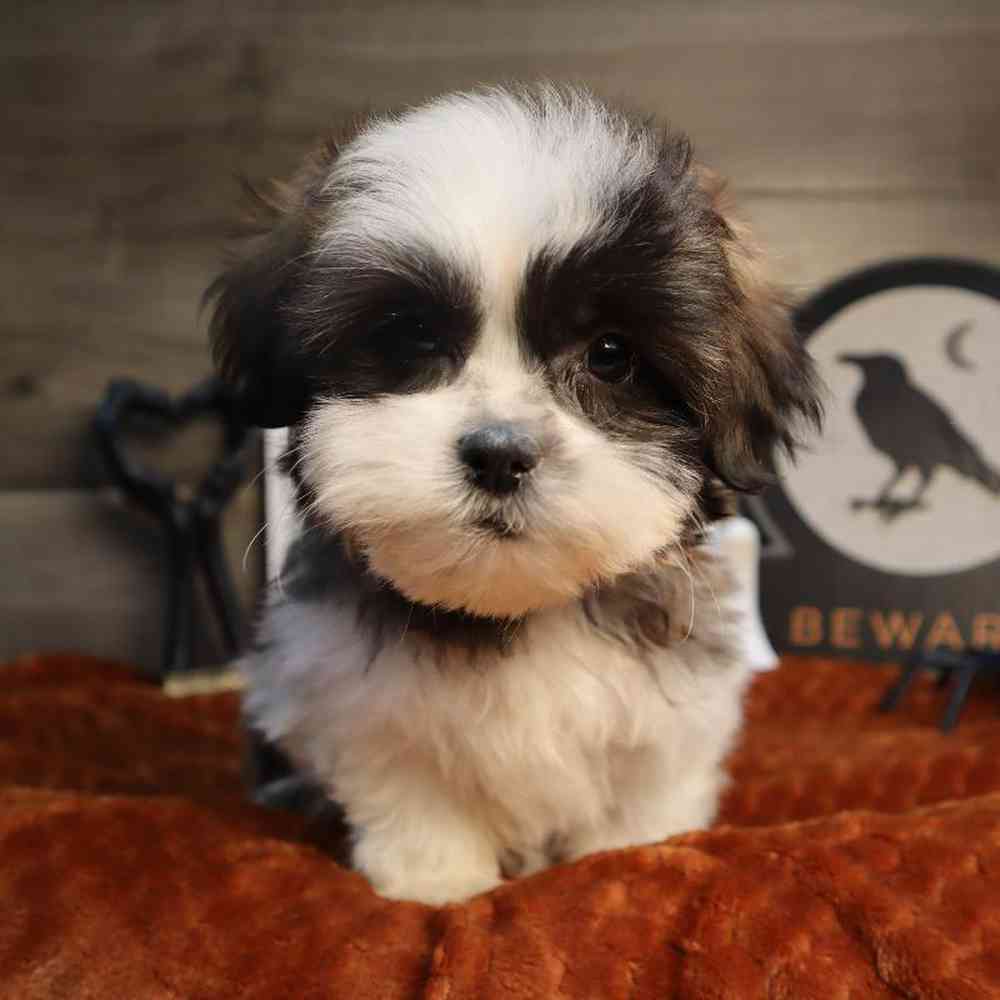 carousel pet images