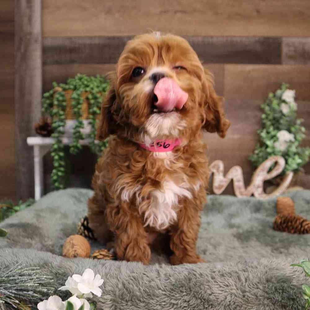 carousel pet images