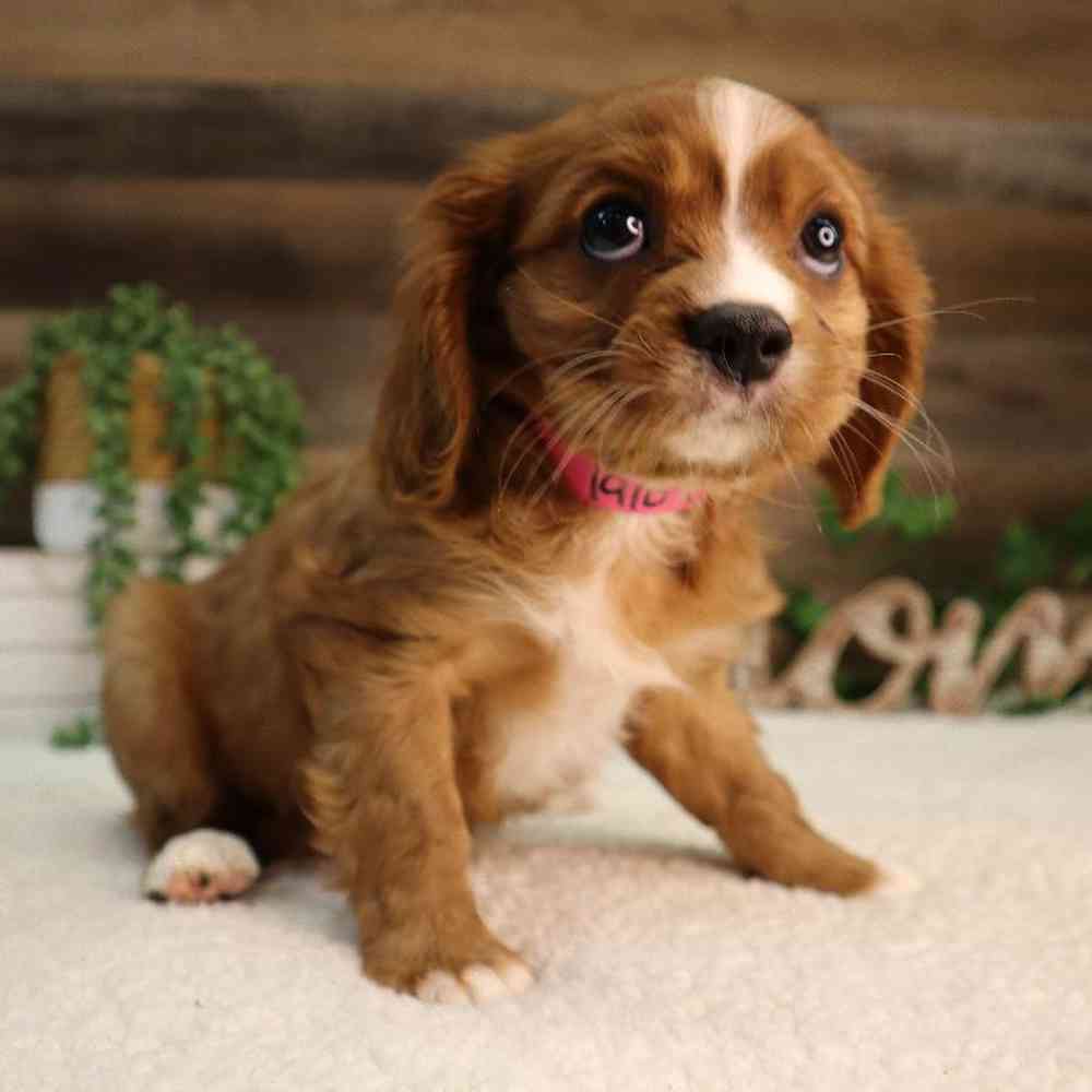 Female Cavalier King Charles Spaniel Puppy for Sale in Blaine, MN