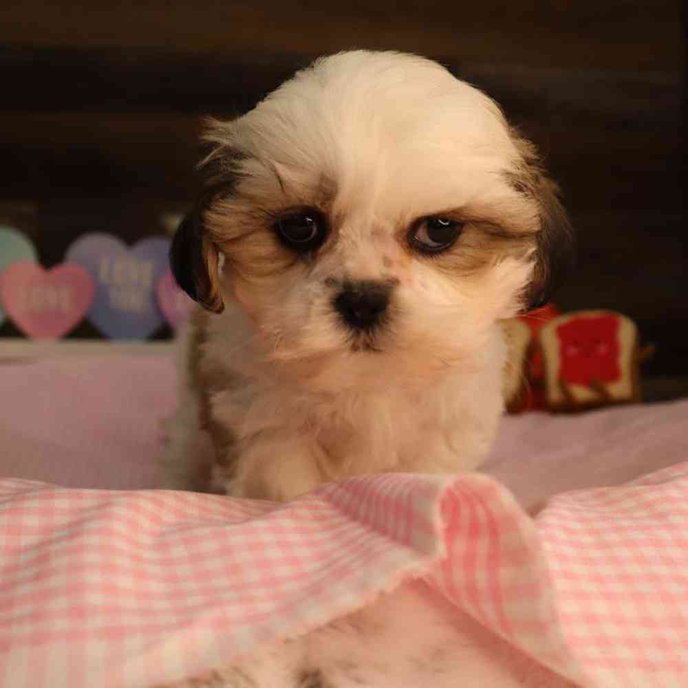 carousel pet images