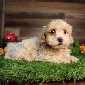Maltipoo