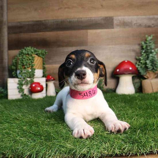 Roxy