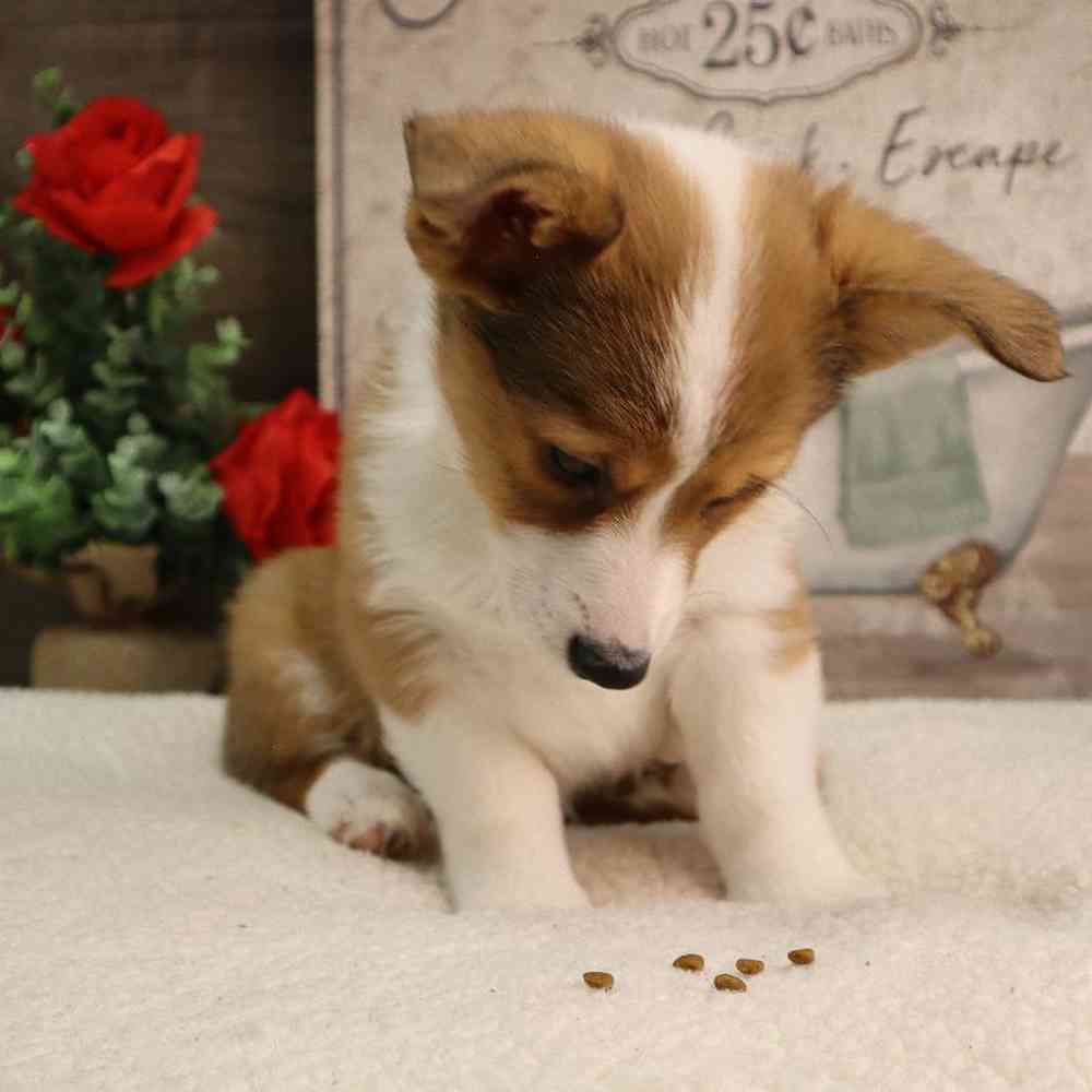 carousel pet images