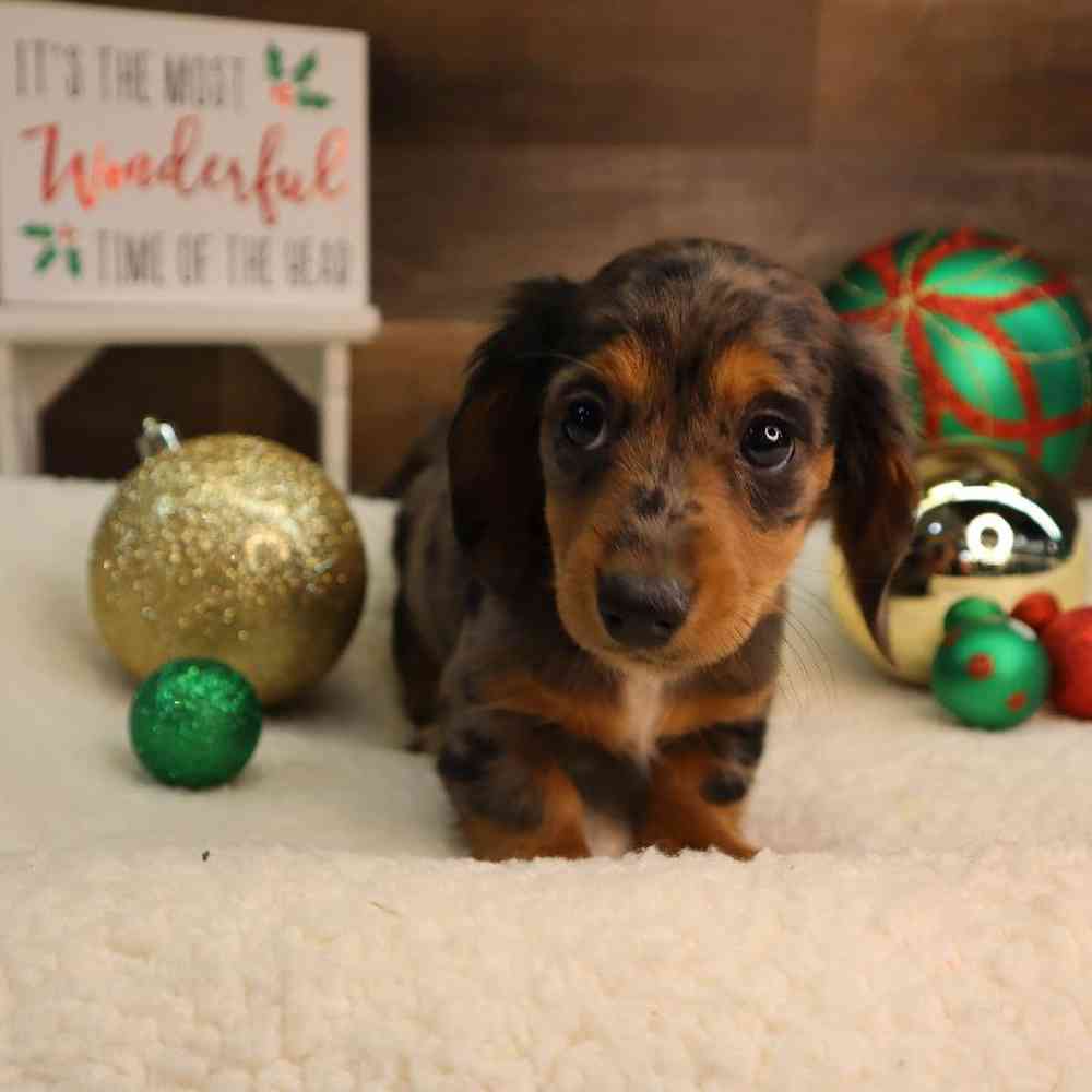 Female Dachshund Puppy for Sale in Blaine, MN