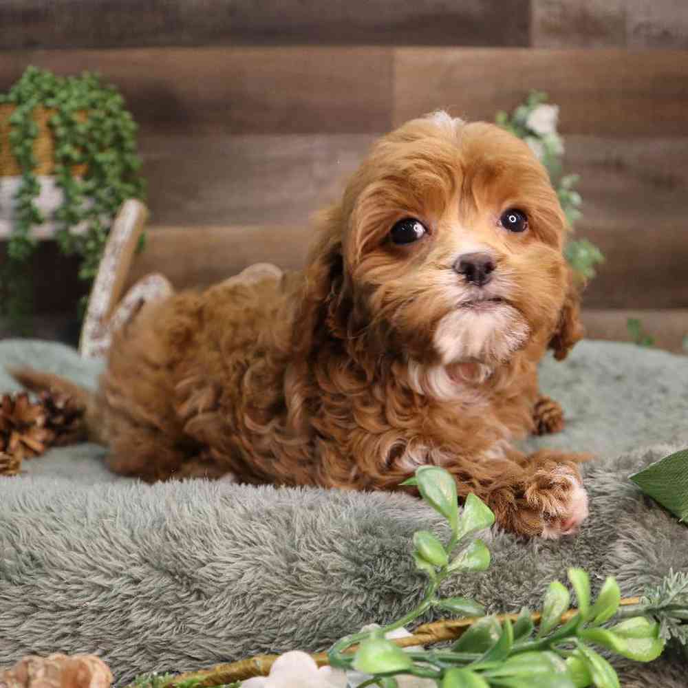 carousel pet images
