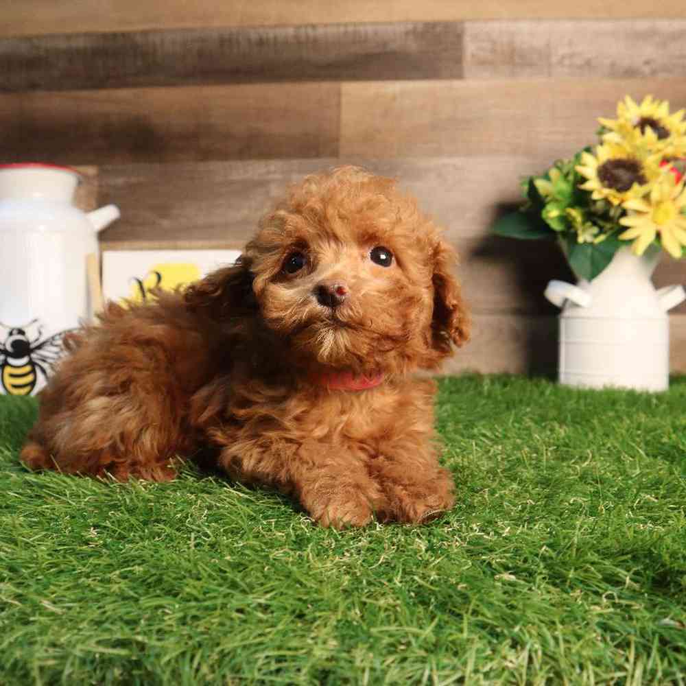 carousel pet images