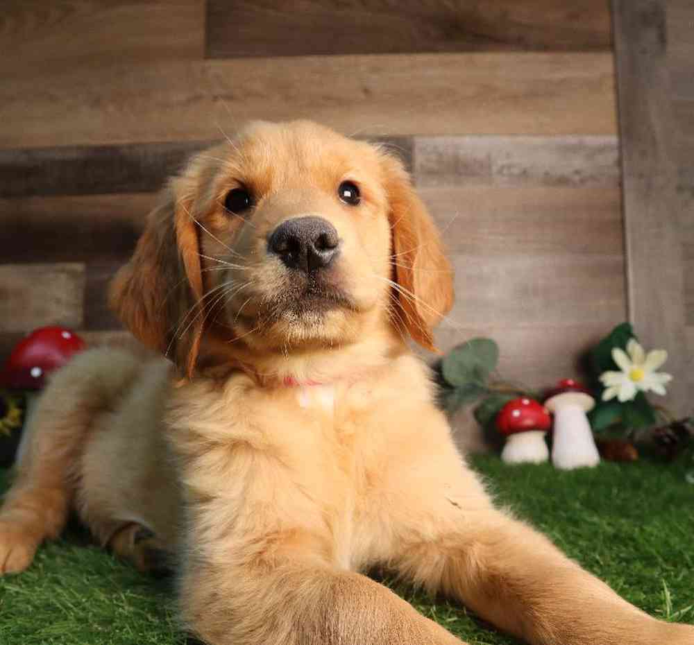 carousel pet images