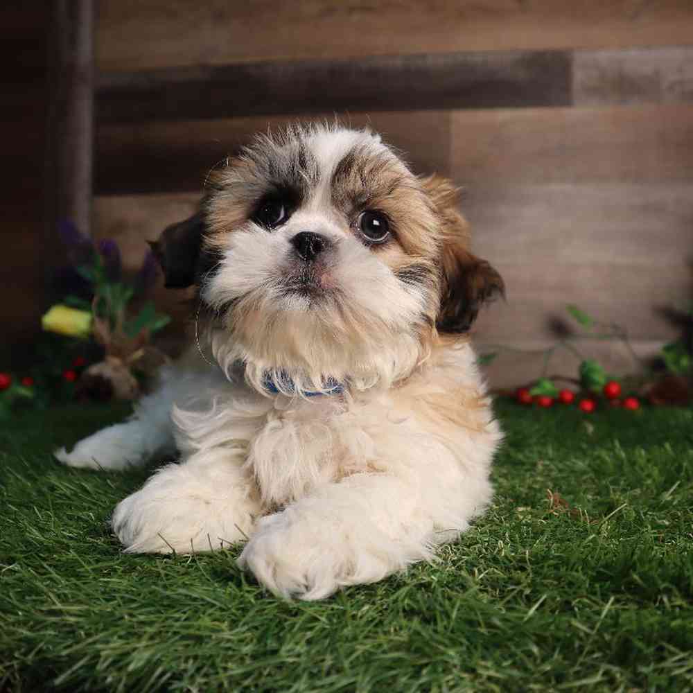 carousel pet images