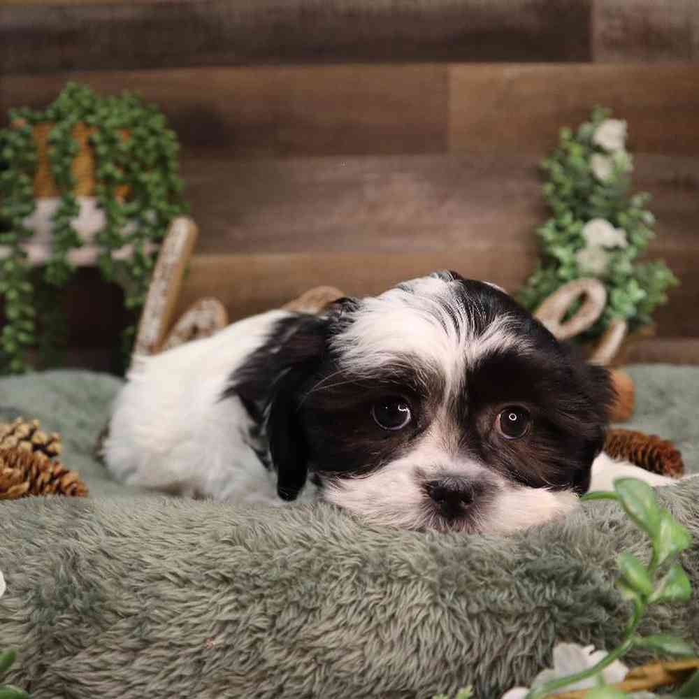 carousel pet images