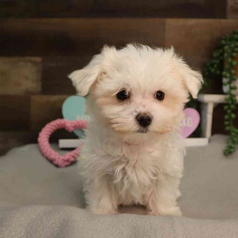 Female Maltese Puppy for Sale in Blaine, MN