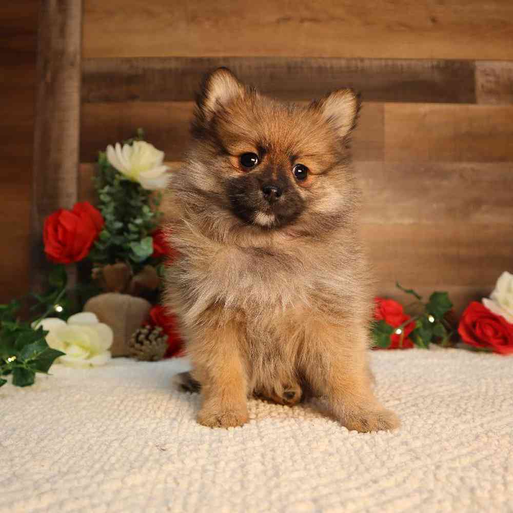 carousel pet images