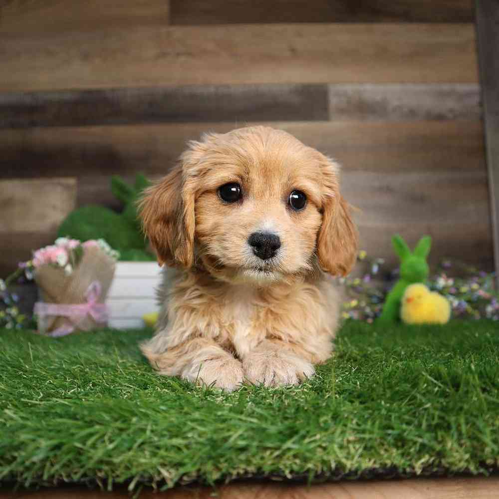 carousel pet images