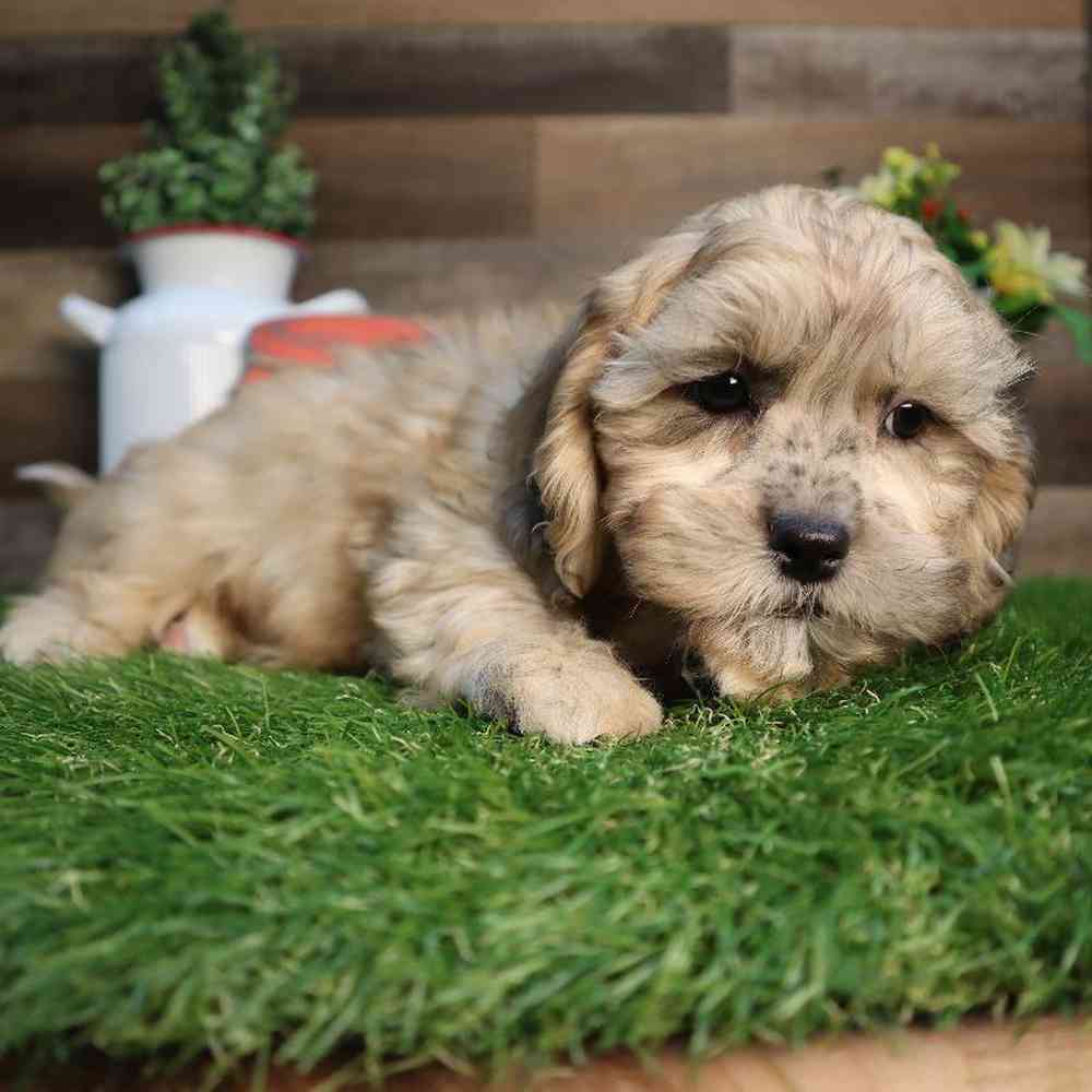 carousel pet images