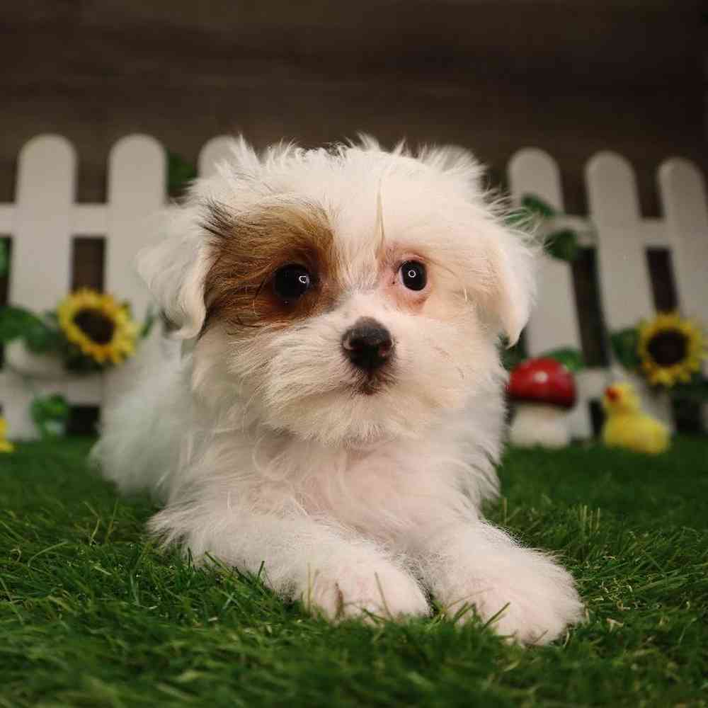carousel pet images