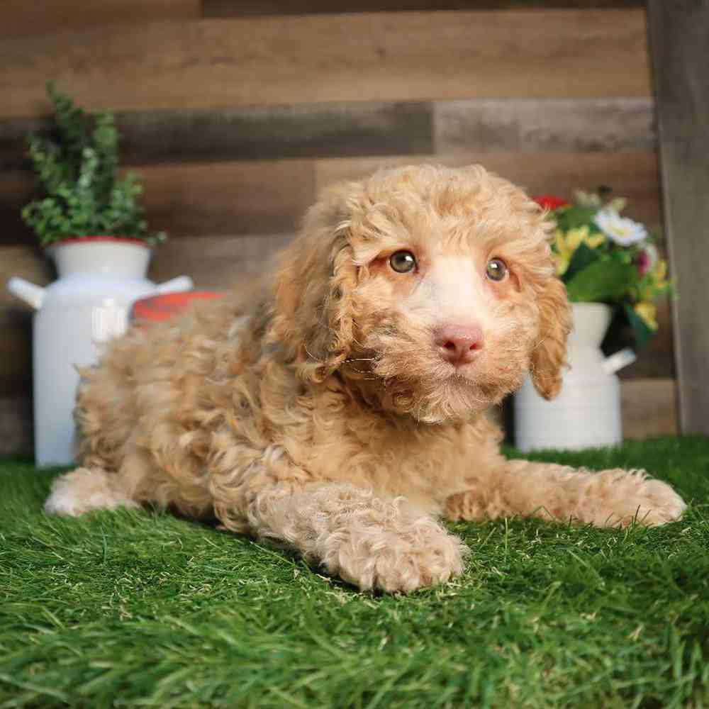 Male Mini Poodle Puppy for Sale in Blaine, MN