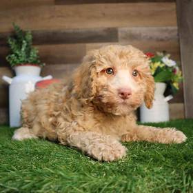 Mini Poodle