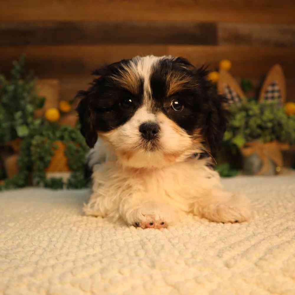 Image of a pet breed in the gallery