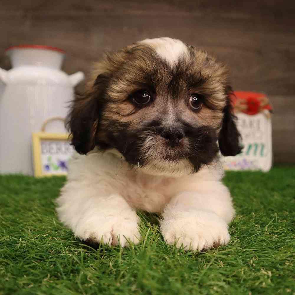 carousel pet images