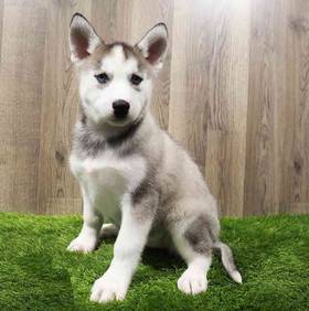 Siberian Husky