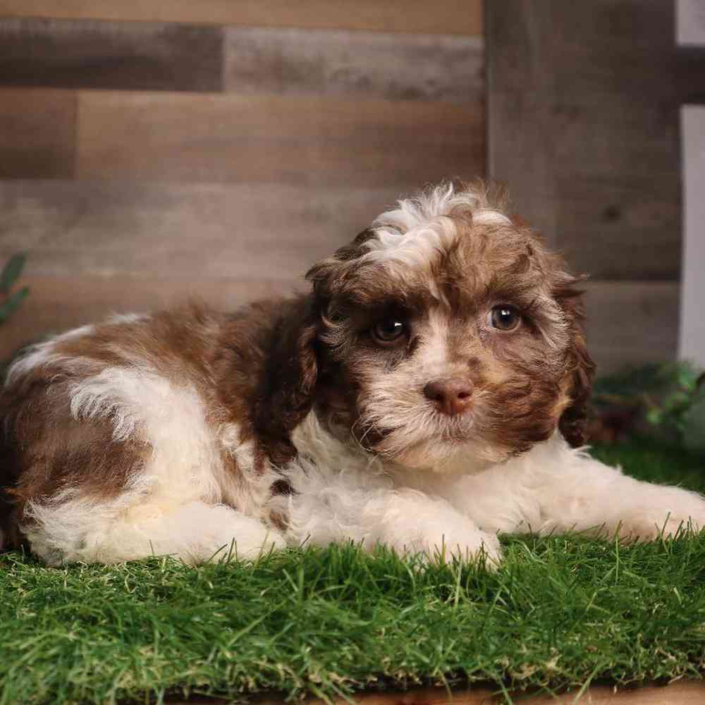 carousel pet images