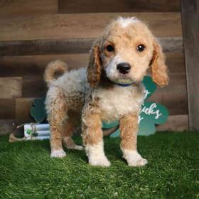 Cavapoo