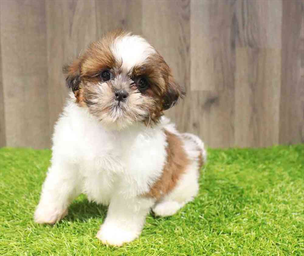 carousel pet images
