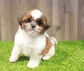 Shih Tzu