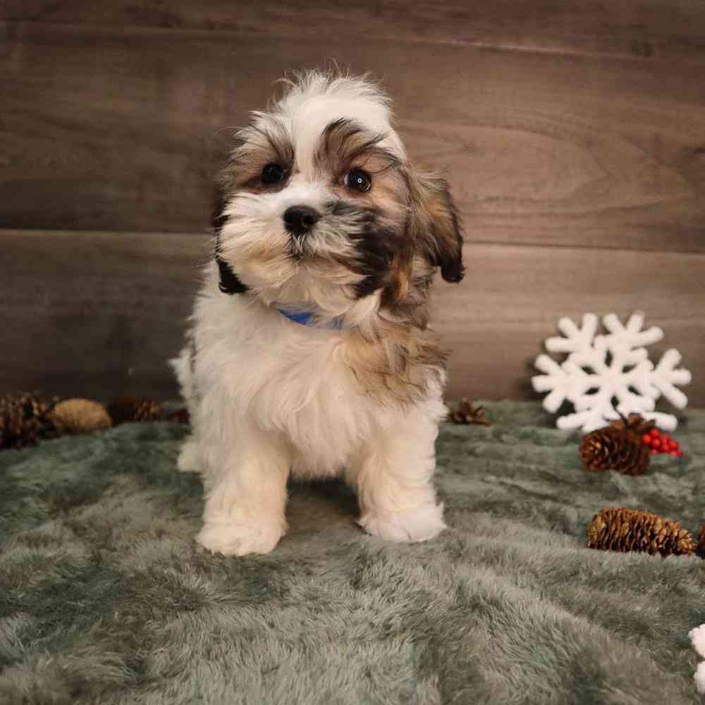 Male Shorkie Puppy for sale