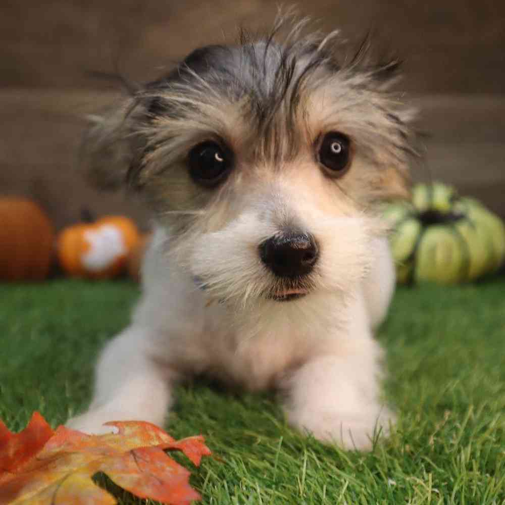 Male Morkie Puppy for Sale in Blaine, MN
