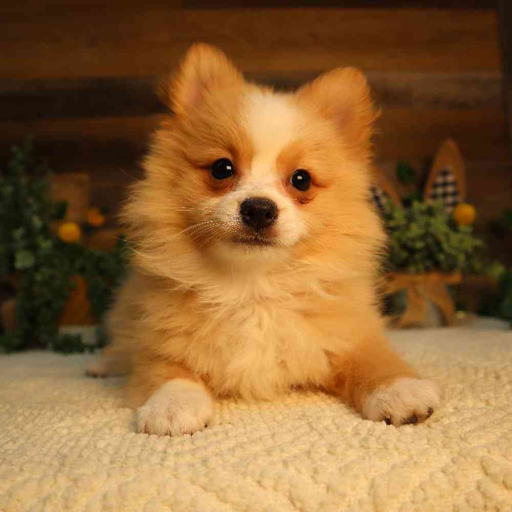 Female Pomeranian Puppy for Sale in Blaine, MN