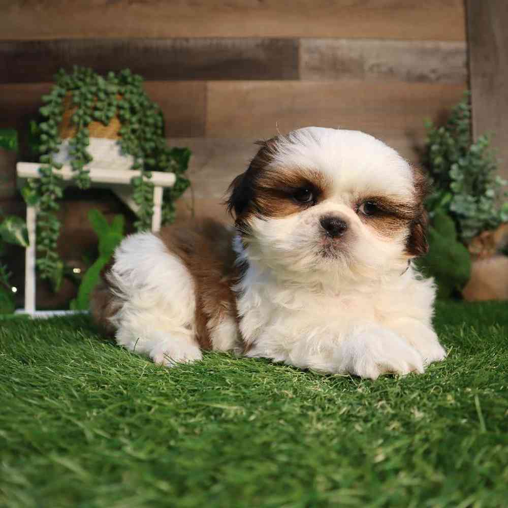 carousel pet images
