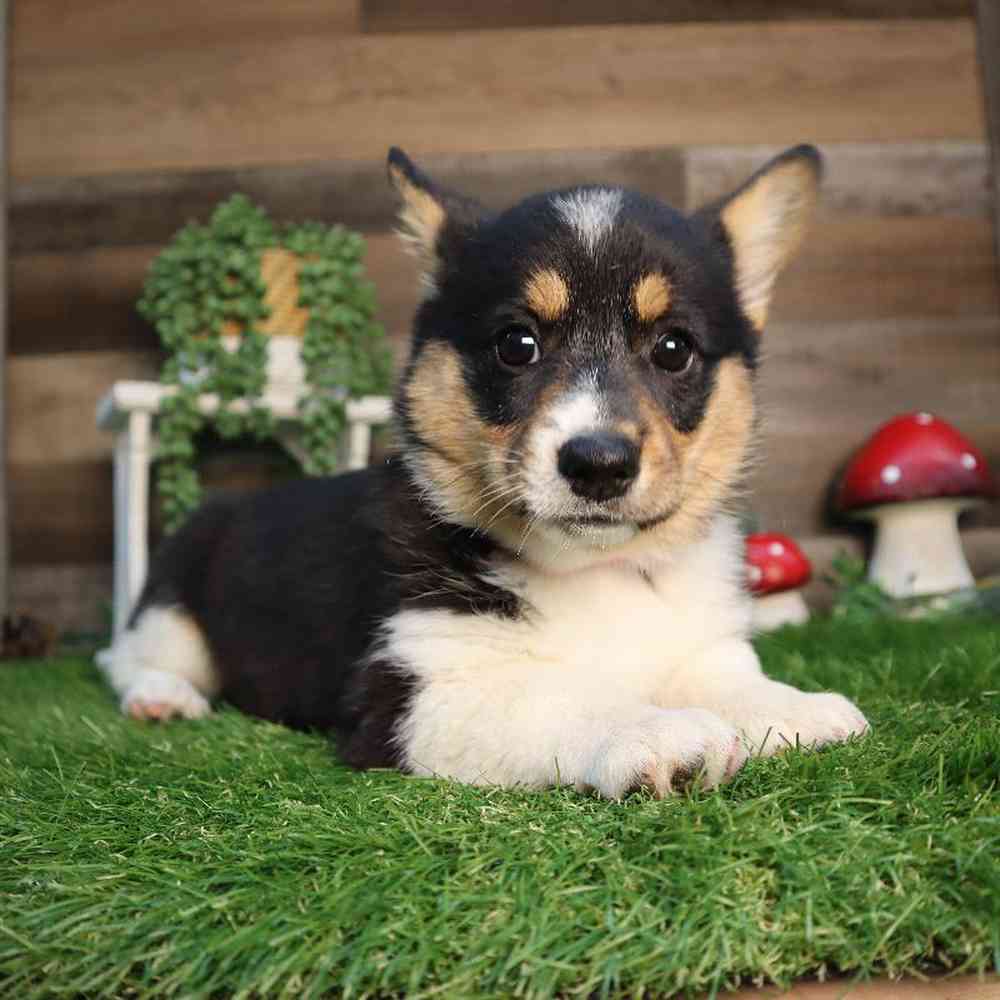 pet breed image