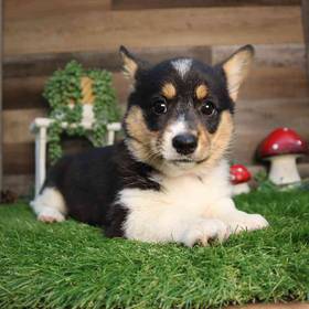 Pembroke Welsh Corgi