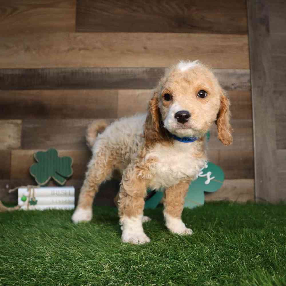 carousel pet images