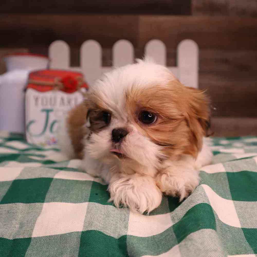 carousel pet images