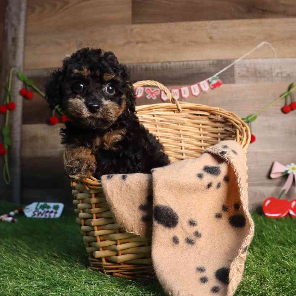 Female Poodle Puppy for Sale in Blaine, MN