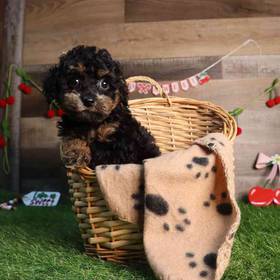 Poodle