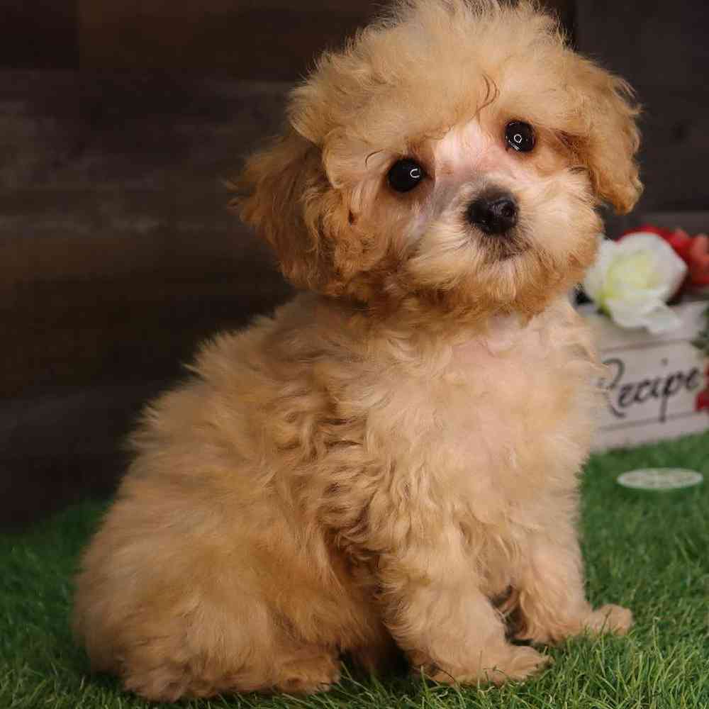 carousel pet images