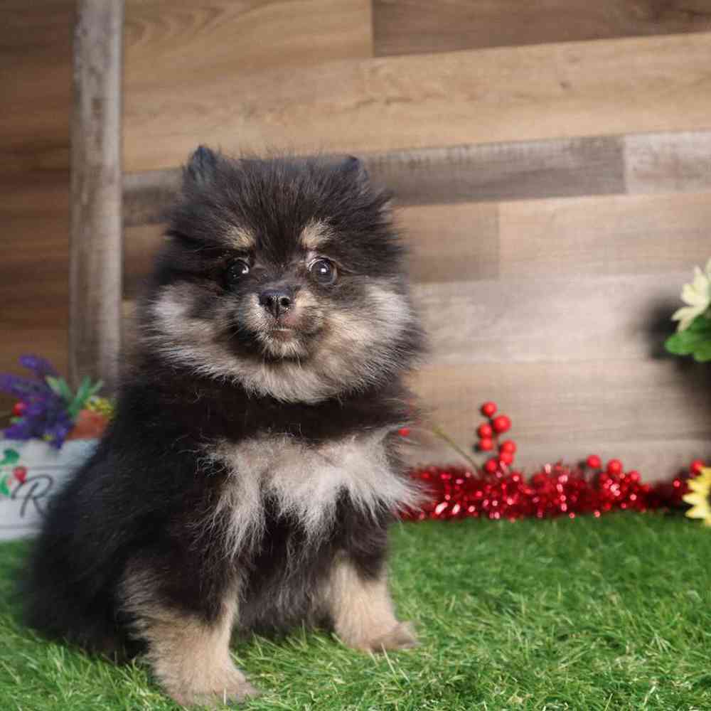 carousel pet images