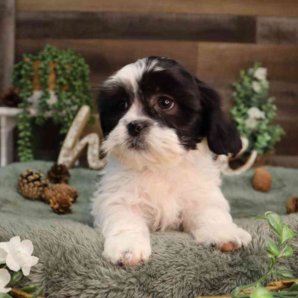 carousel pet images