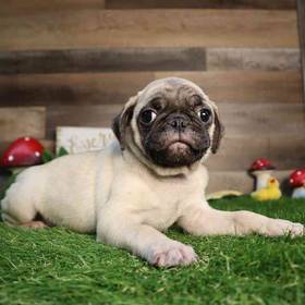 Pug