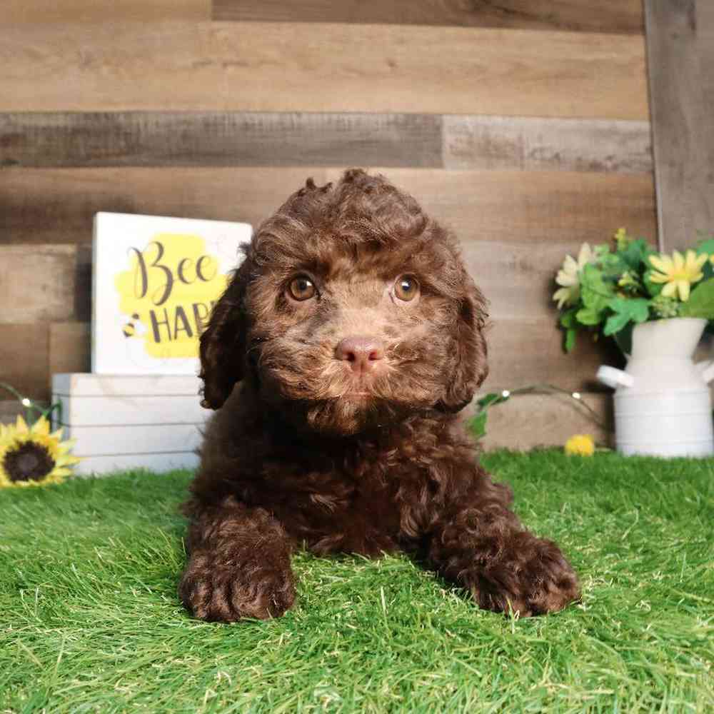 pet breed image