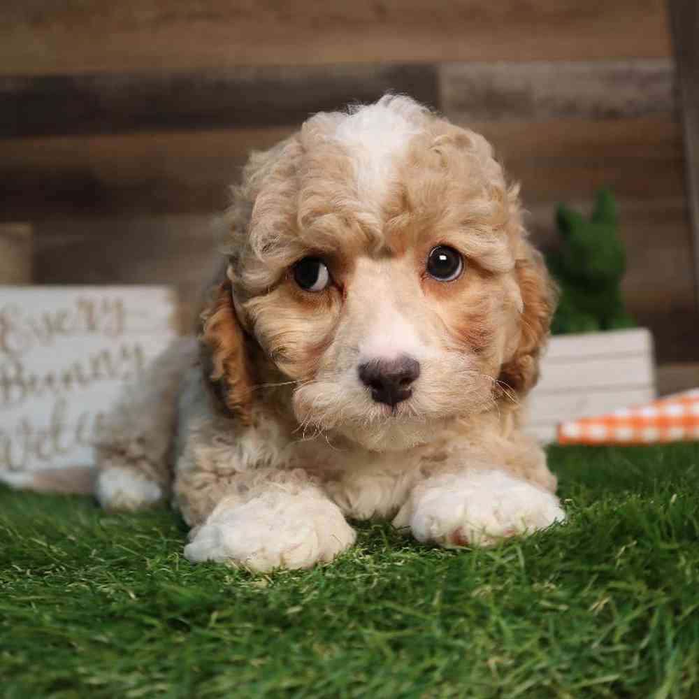 carousel pet images