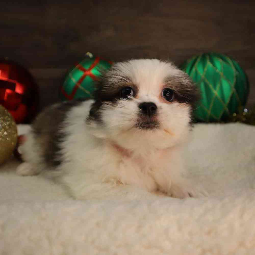 carousel pet images