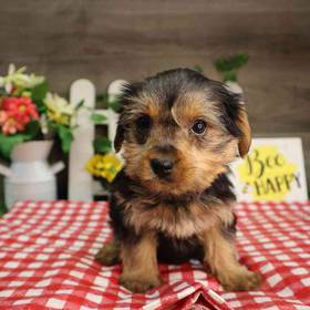 Yorkshire Terrier